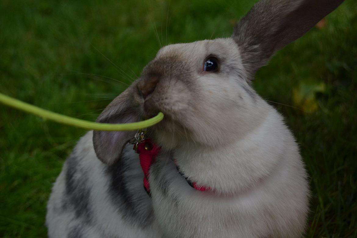 Kanin Æblehavens Mozilla Firefox billede 14