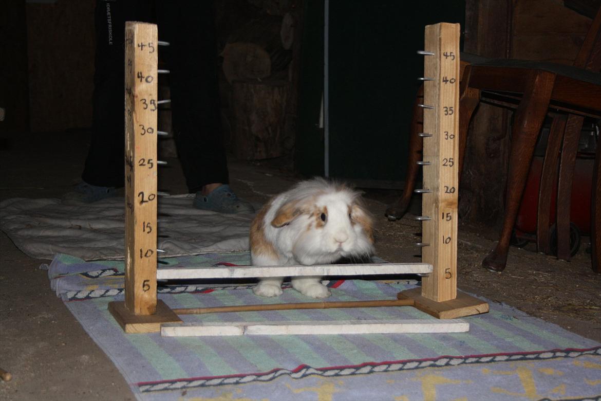 Kanin Amyson - 8/8 2011 billede 17