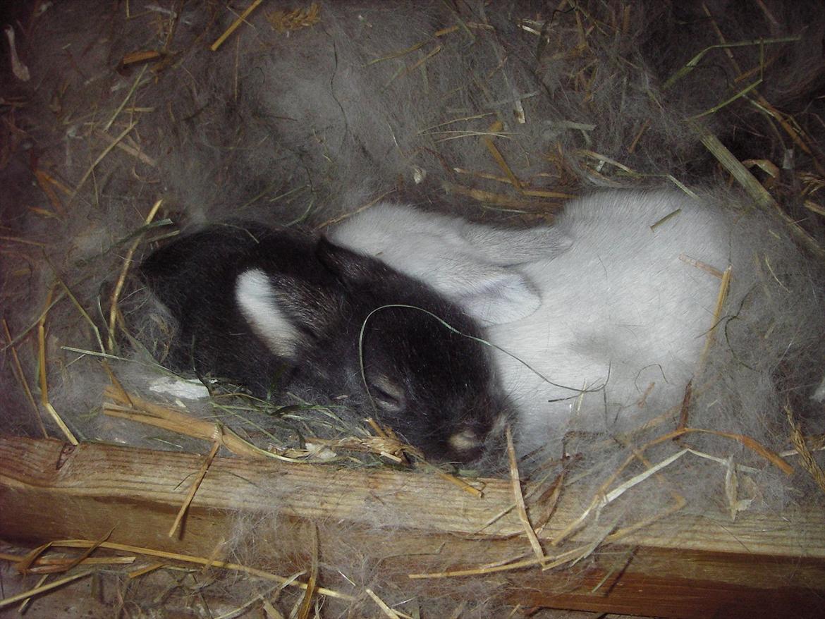 Kanin La Niña Blanca fra ~Stald-Spire©~ billede 2