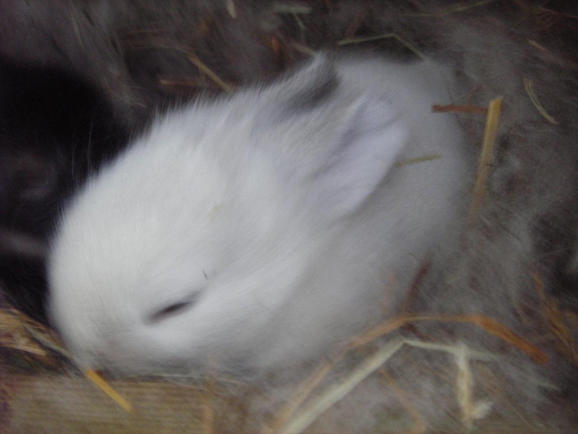 Kanin La Niña Blanca fra ~Stald-Spire©~ - Blanca i buret billede 3