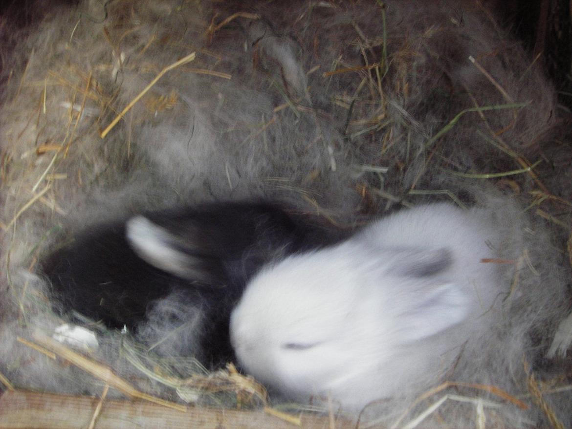 Kanin La Niña Blanca fra ~Stald-Spire©~ - Begge unger i buret billede 4