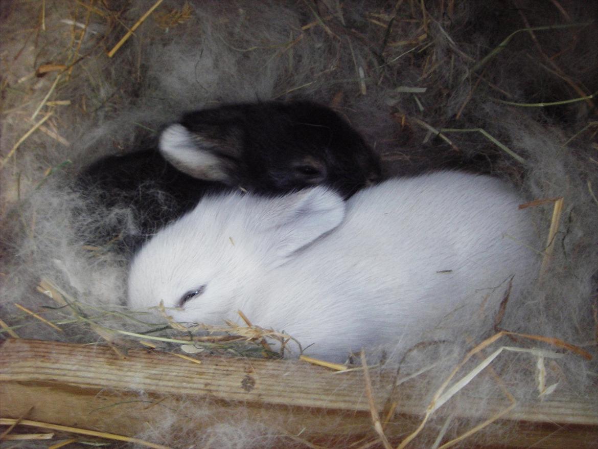 Kanin La Niña Blanca fra ~Stald-Spire©~ billede 5