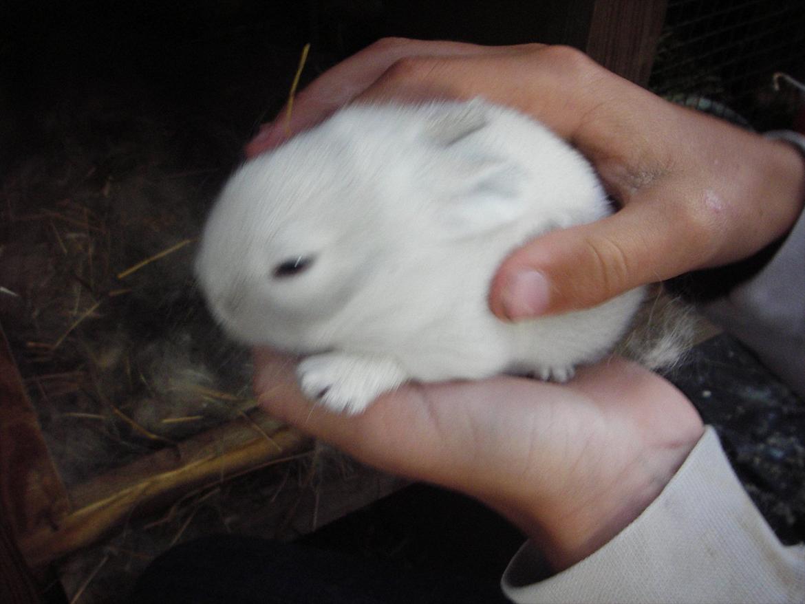 Kanin La Niña Blanca fra ~Stald-Spire©~ - Jeg holder Blanca billede 6