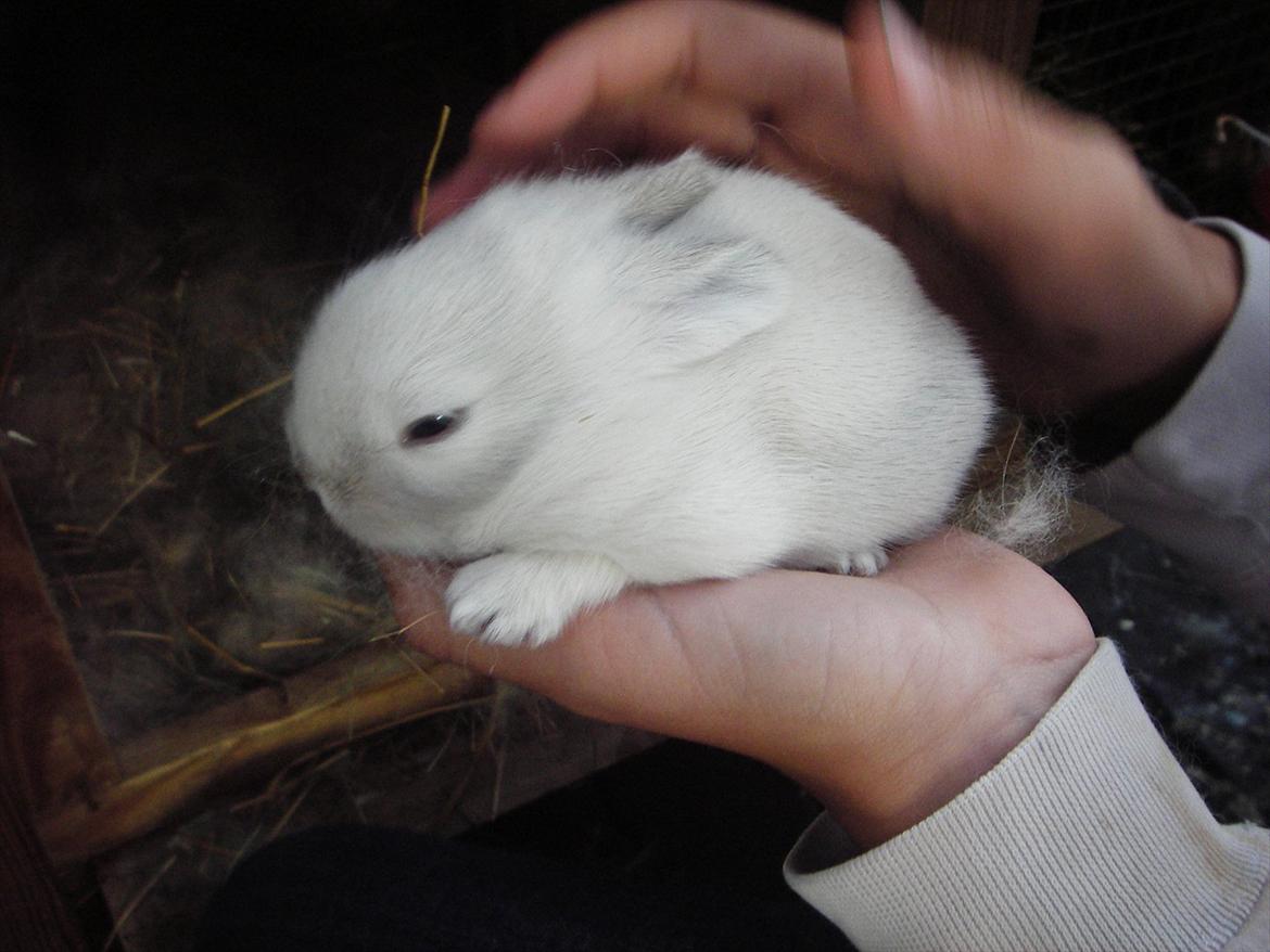 Kanin La Niña Blanca fra ~Stald-Spire©~ billede 7