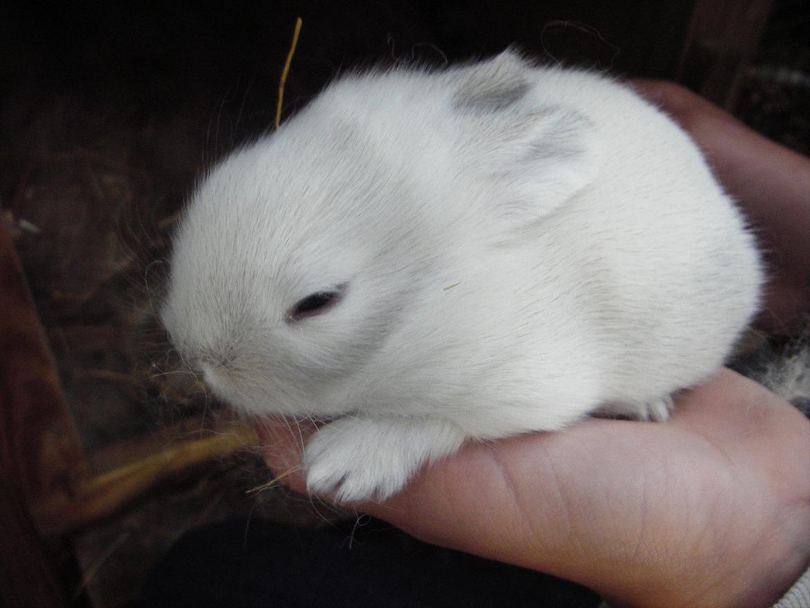 Kanin La Niña Blanca fra ~Stald-Spire©~ billede 8
