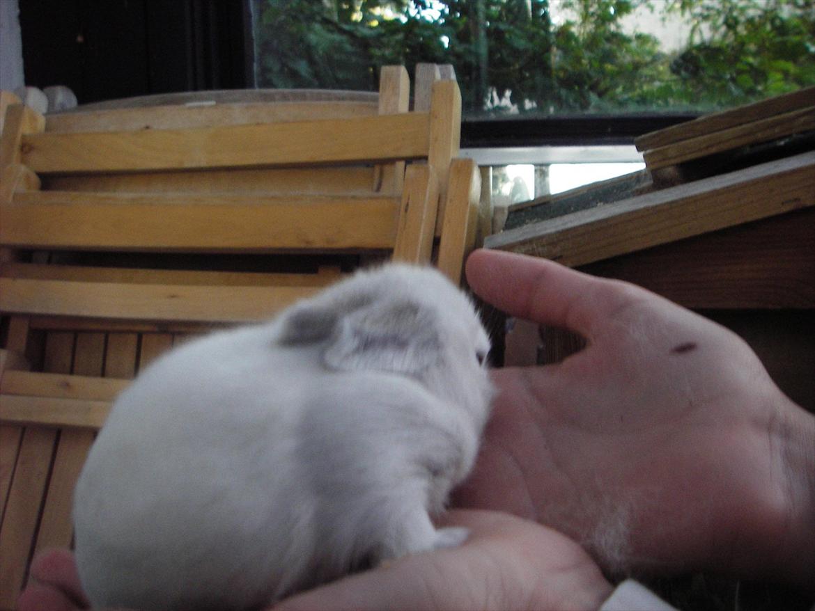 Kanin La Niña Blanca fra ~Stald-Spire©~ billede 9