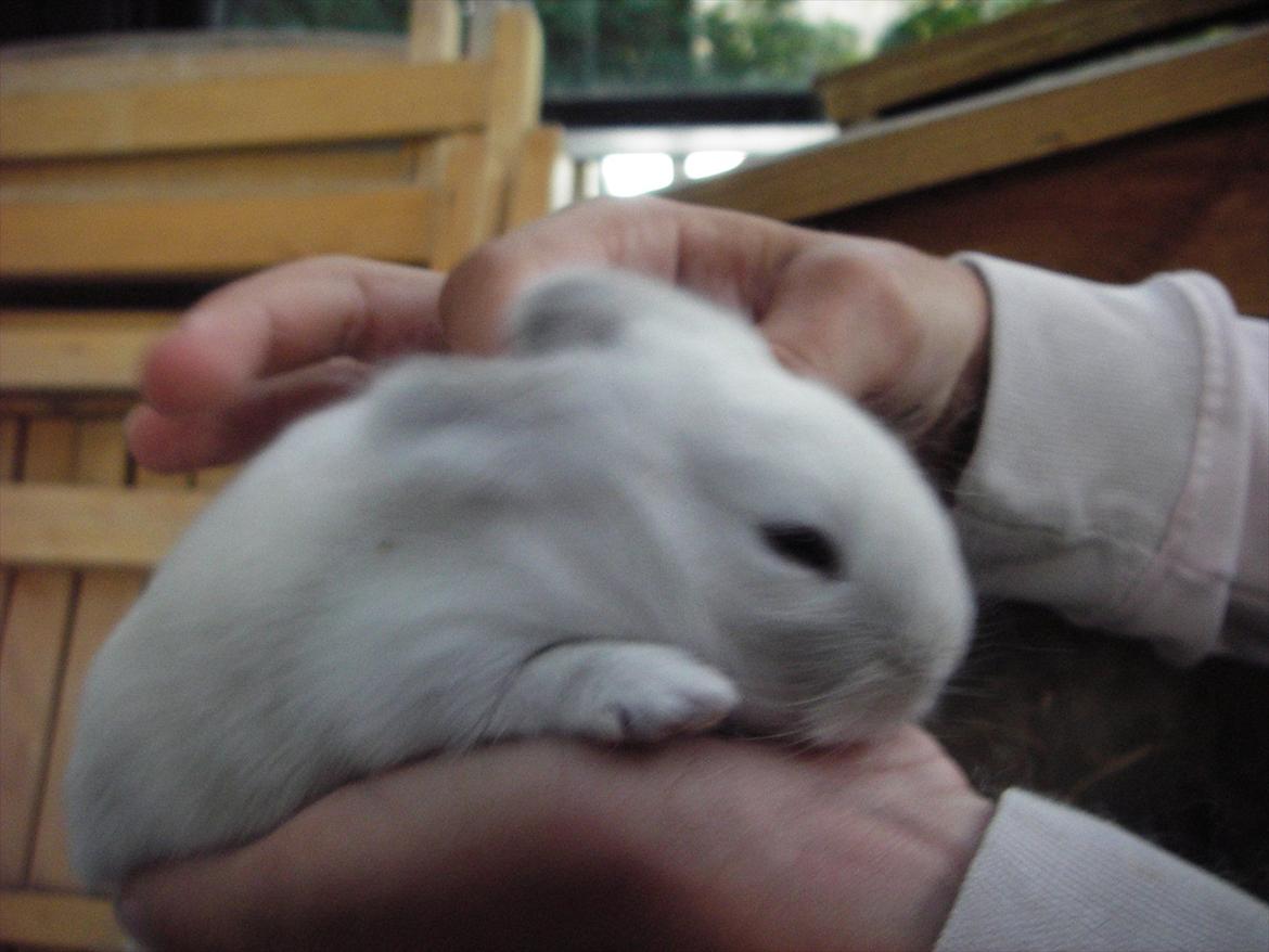 Kanin La Niña Blanca fra ~Stald-Spire©~ billede 10