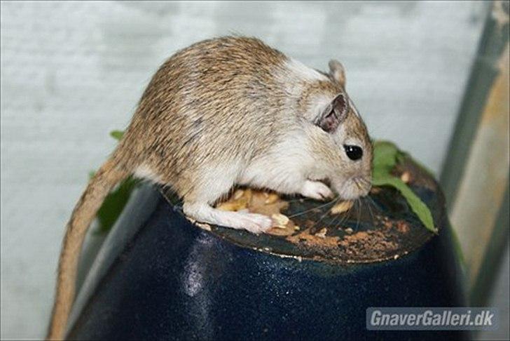 Ørkenrotte Spotligt *Broget agouti* billede 1