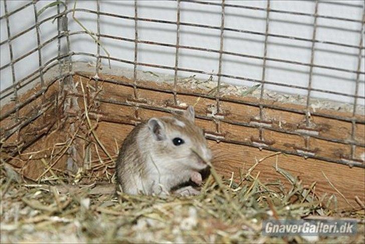 Ørkenrotte Spotligt *Broget agouti* billede 2