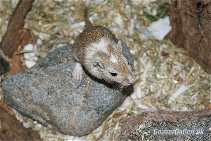 Ørkenrotte Spotligt *Broget agouti* billede 3