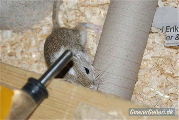 Ørkenrotte Spotligt *Broget agouti* billede 4