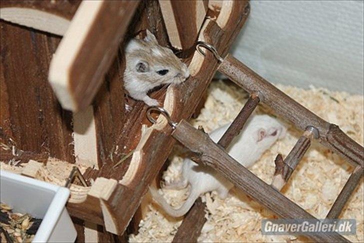 Ørkenrotte Spotligt *Broget agouti* billede 5