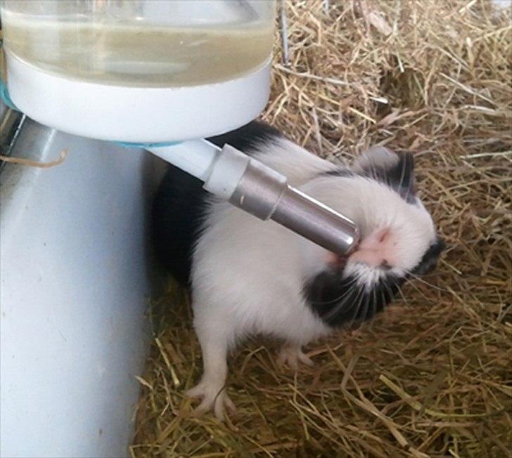 Marsvin Nadie - Så har jeg lige lært at der kommer vand ud af den her dims...mmmhh billede 6