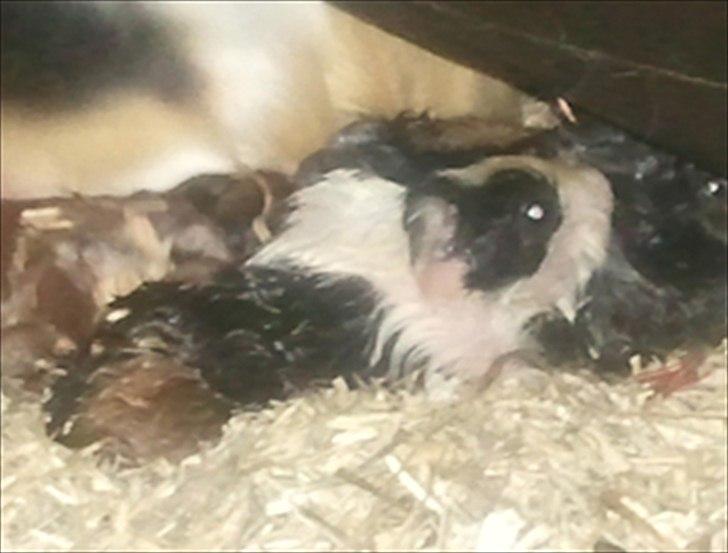 Marsvin Nadie - Her er jeg lige blevet født. Jeg er max 2 minutter gammel. billede 20