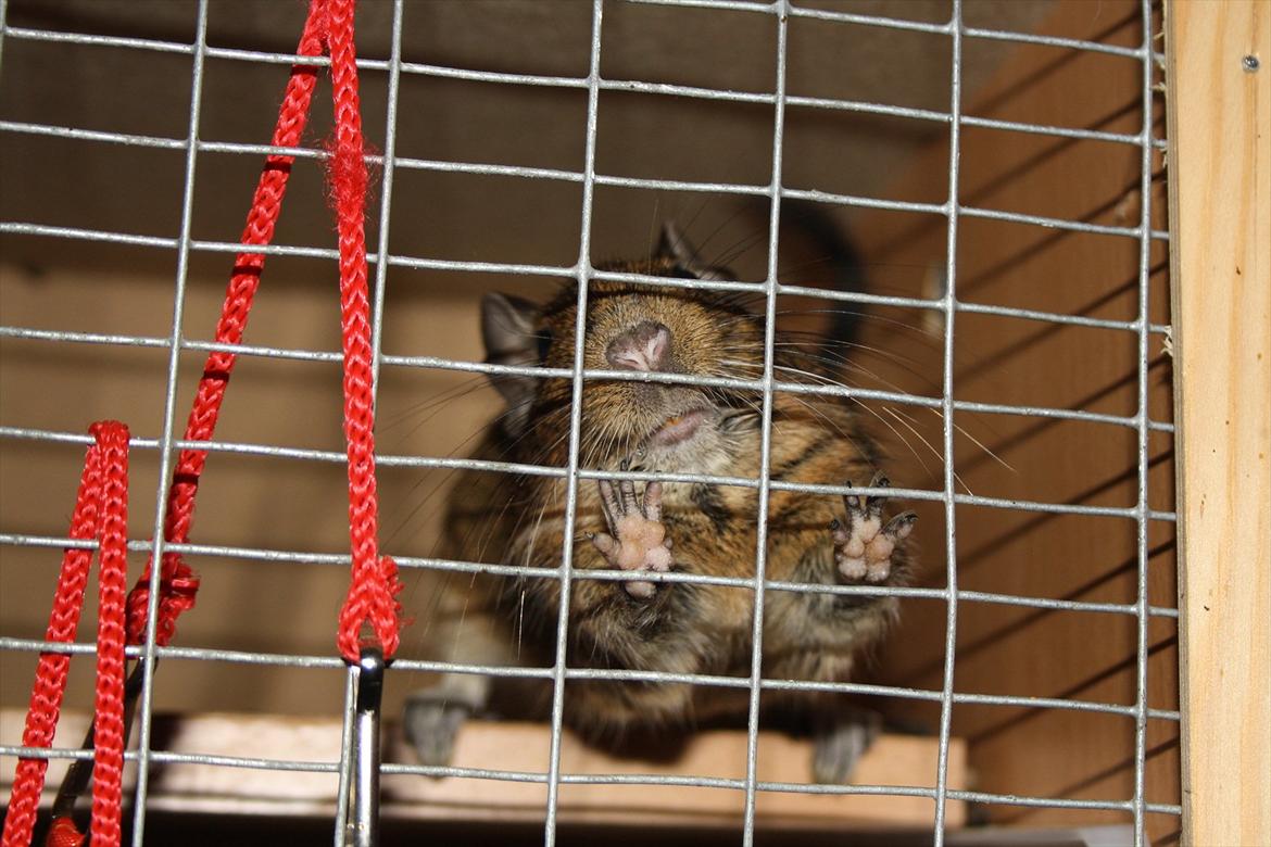 Degu Duffy billede 6