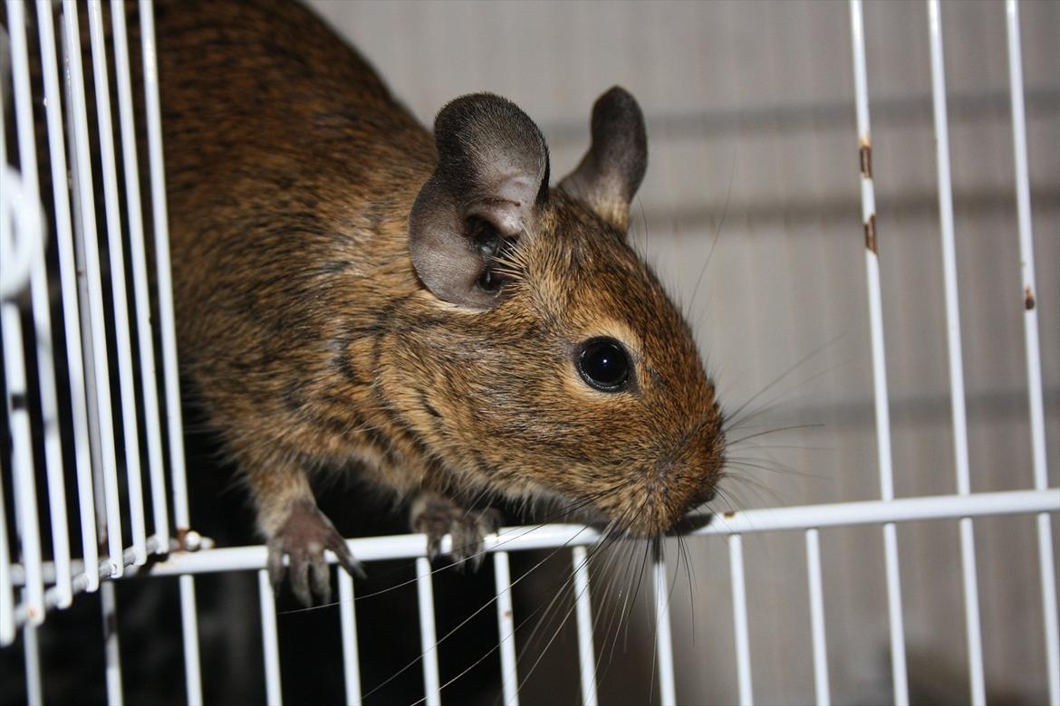 Degu † Diablo † billede 1