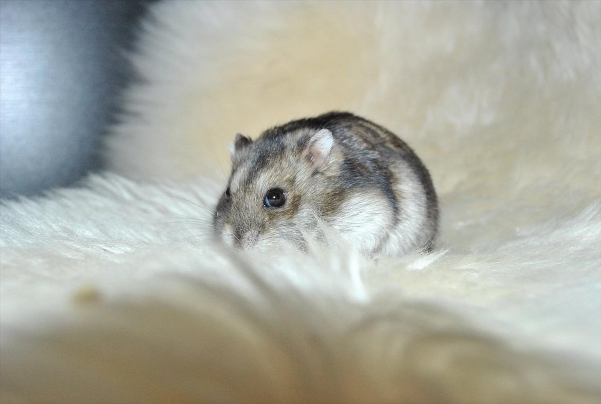 Dværghamster Milo (Tykkemusen) R.I.P billede 4