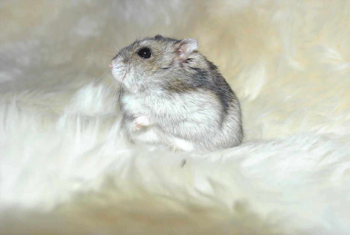 Dværghamster Milo (Tykkemusen) R.I.P billede 15