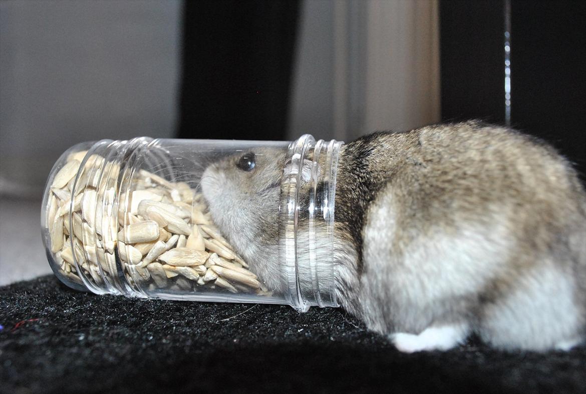 Dværghamster Milo (Tykkemusen) R.I.P - Man kigger væk et øjeblik og så ser man dette... Milo er godt i gang med at tømme bøtten for solsikkefrø xD  billede 8