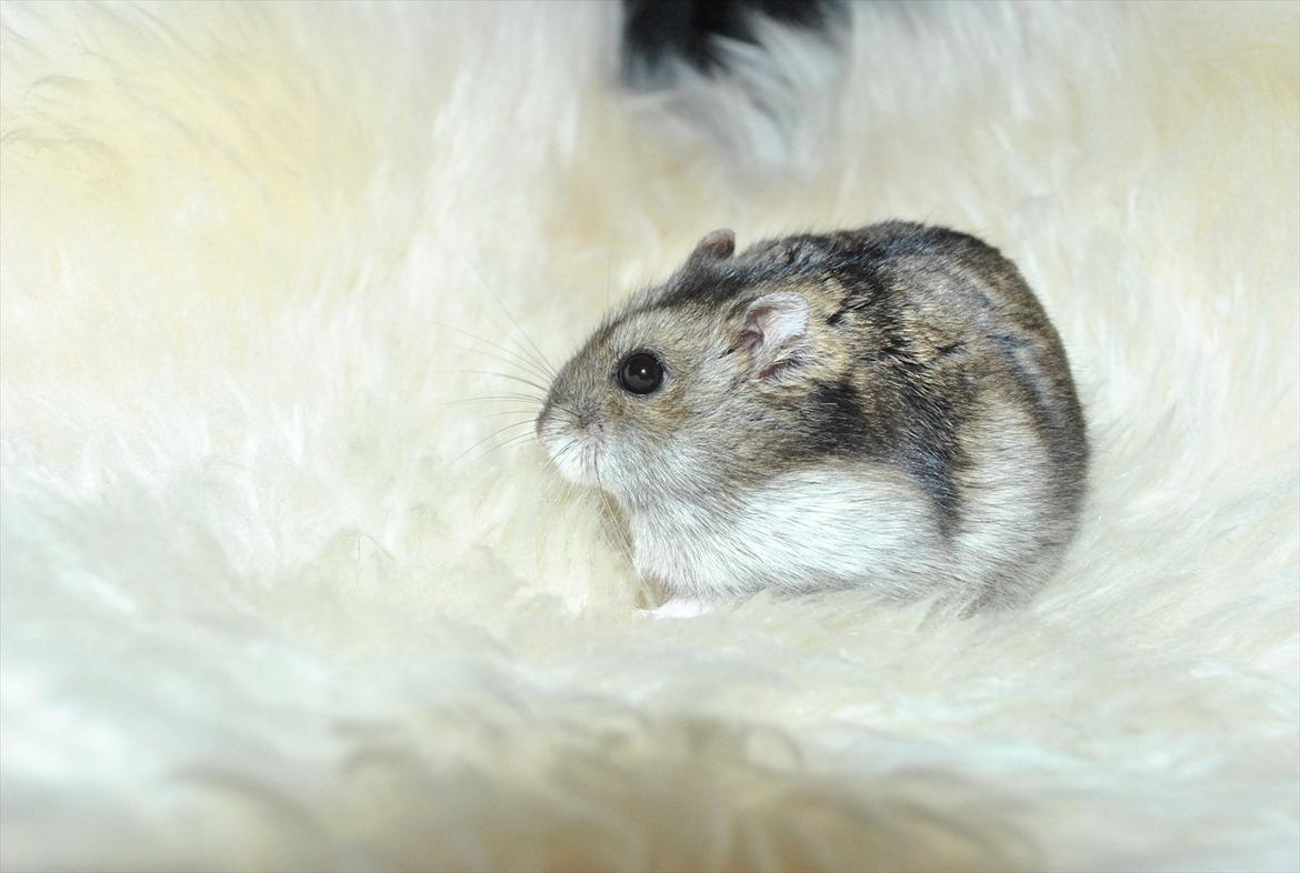 Dværghamster Milo (Tykkemusen) R.I.P billede 16