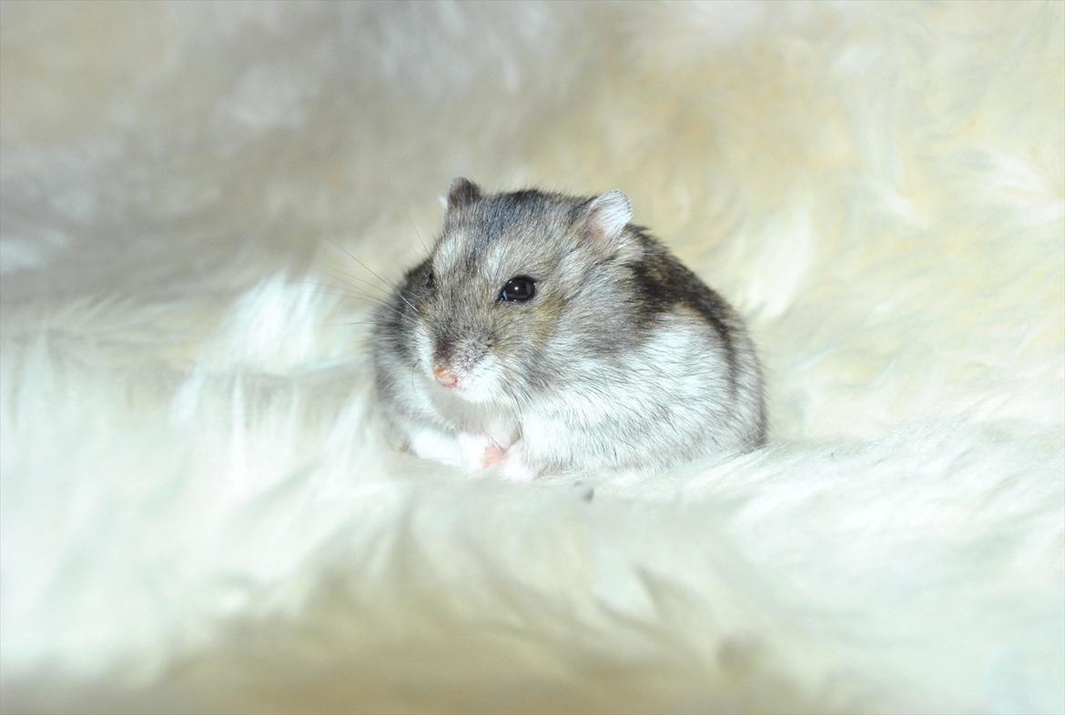 Dværghamster Milo (Tykkemusen) R.I.P billede 6