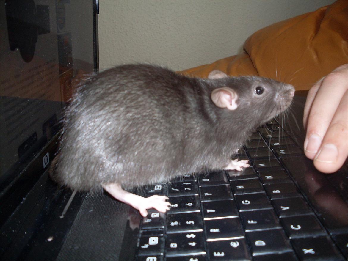 Tamrotte West Coast Lagavulin <3 billede 6