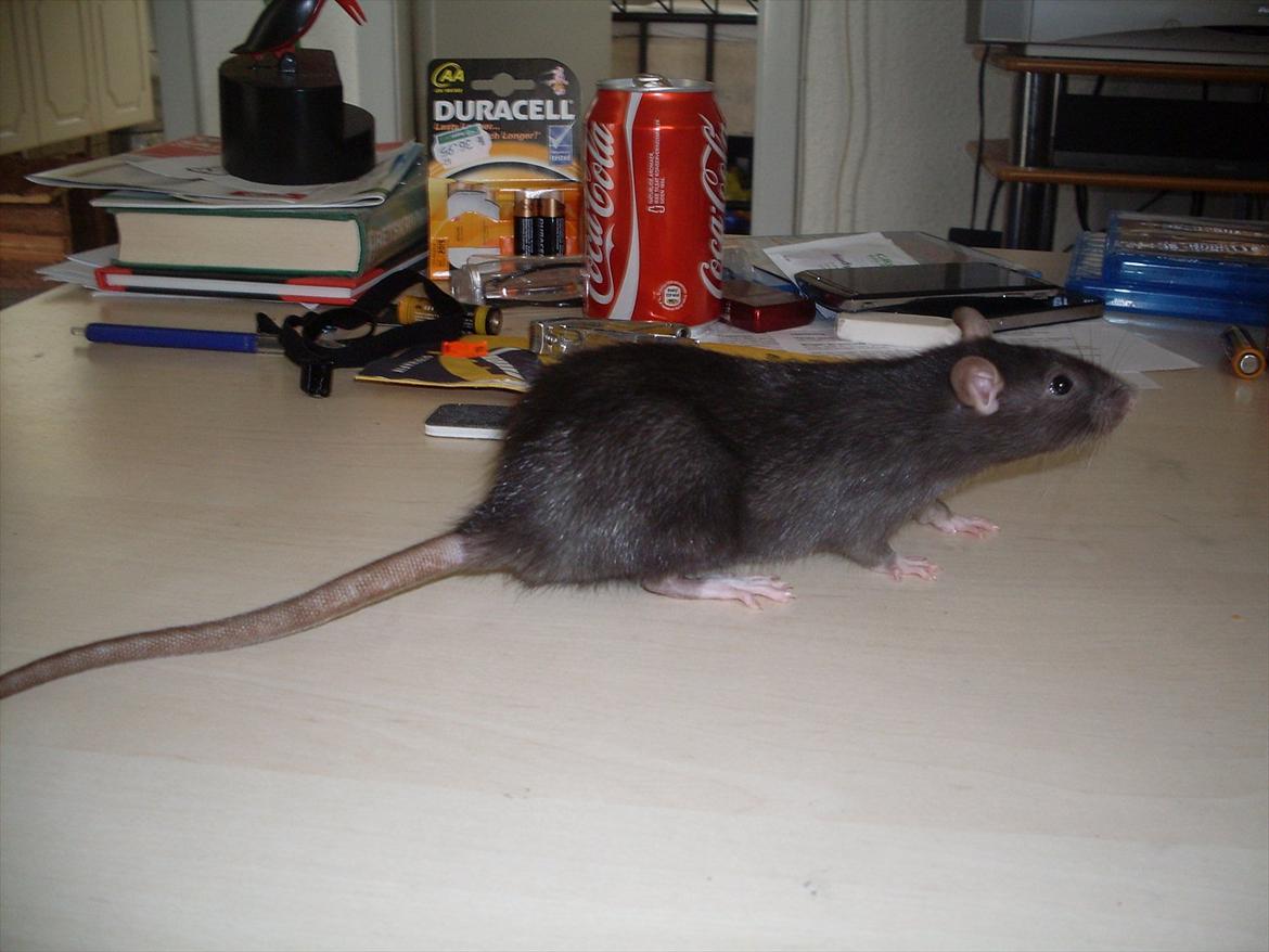 Tamrotte West Coast Lagavulin <3 billede 7