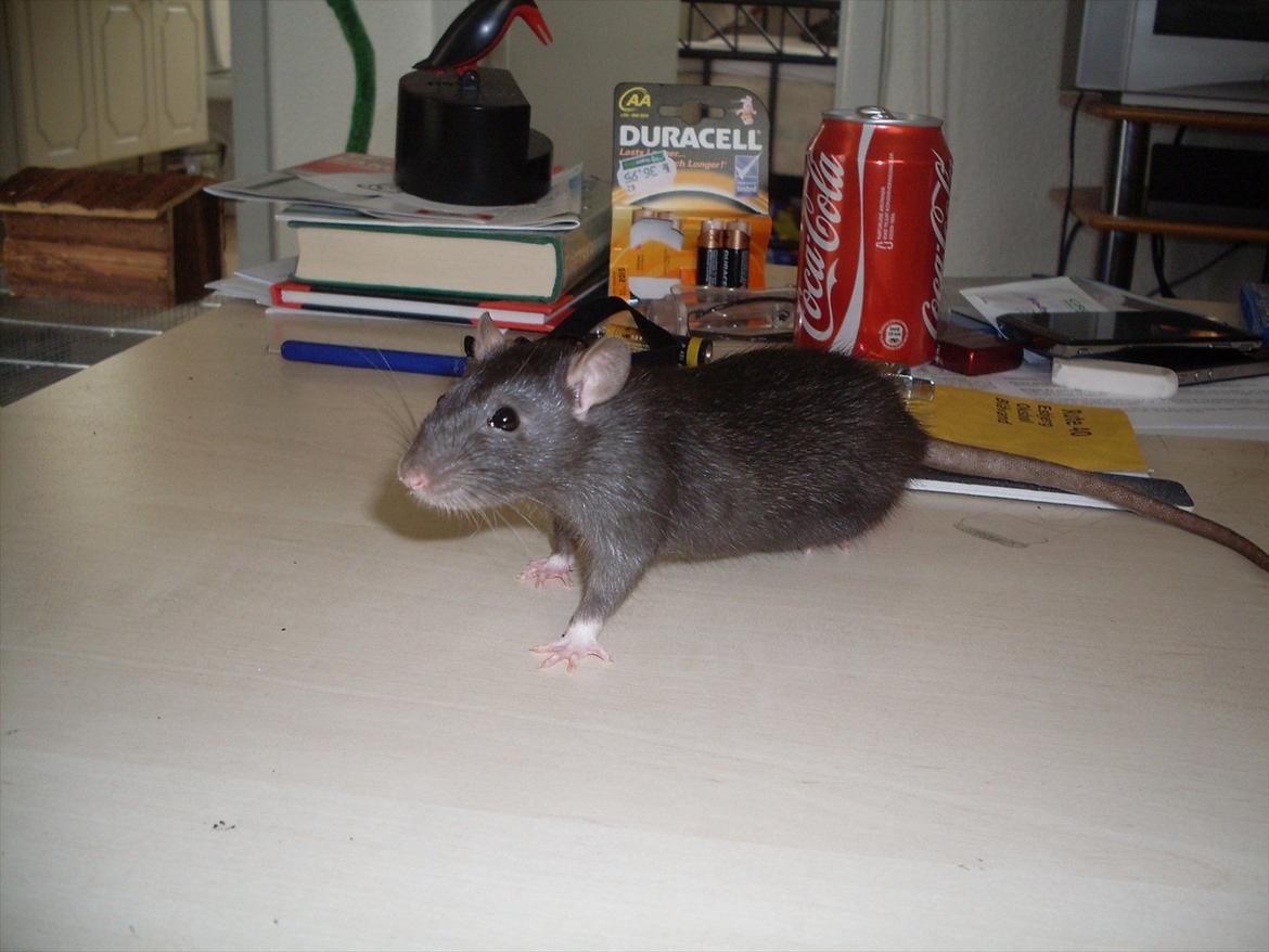 Tamrotte West Coast Lagavulin <3 billede 8