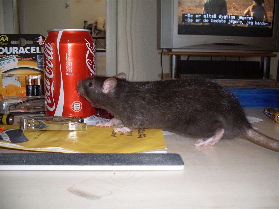 Tamrotte West Coast Lagavulin <3 billede 9