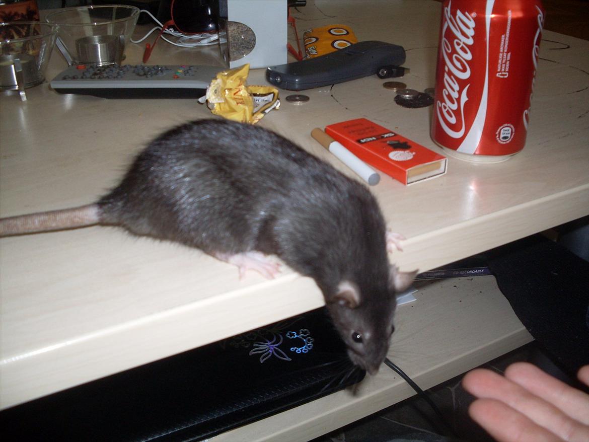 Tamrotte West Coast Lagavulin <3 billede 10