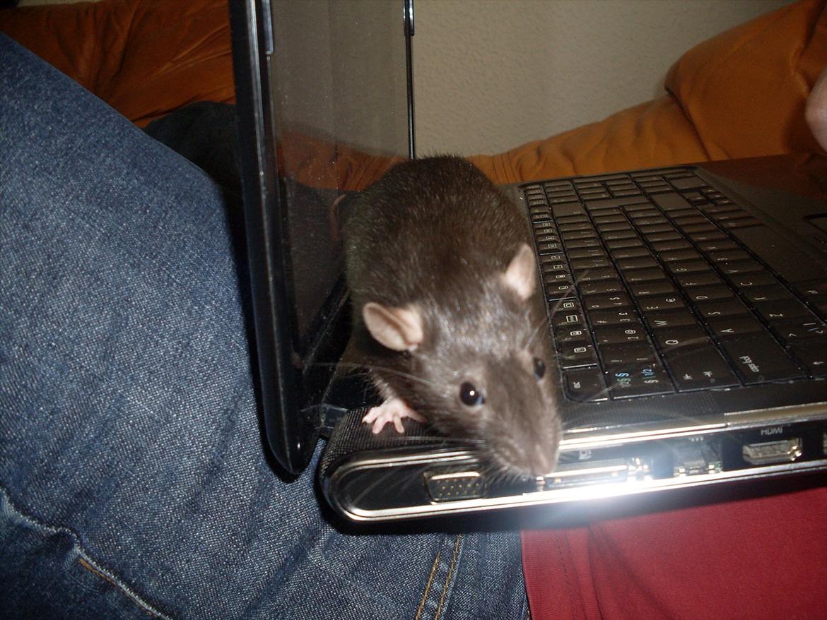 Tamrotte West Coast Lagavulin <3 billede 11