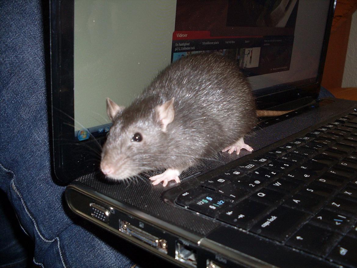 Tamrotte West Coast Lagavulin <3 billede 12