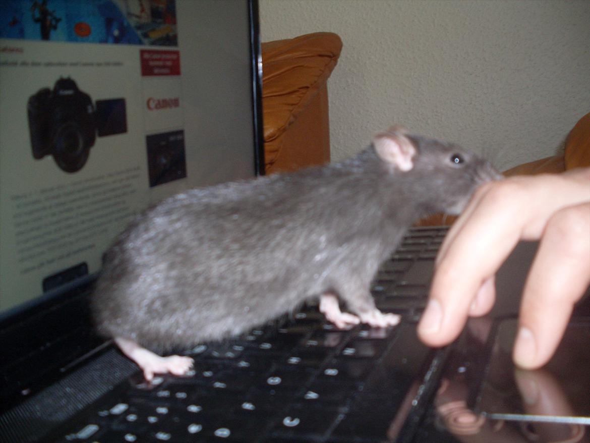 Tamrotte West Coast Lagavulin <3 billede 13