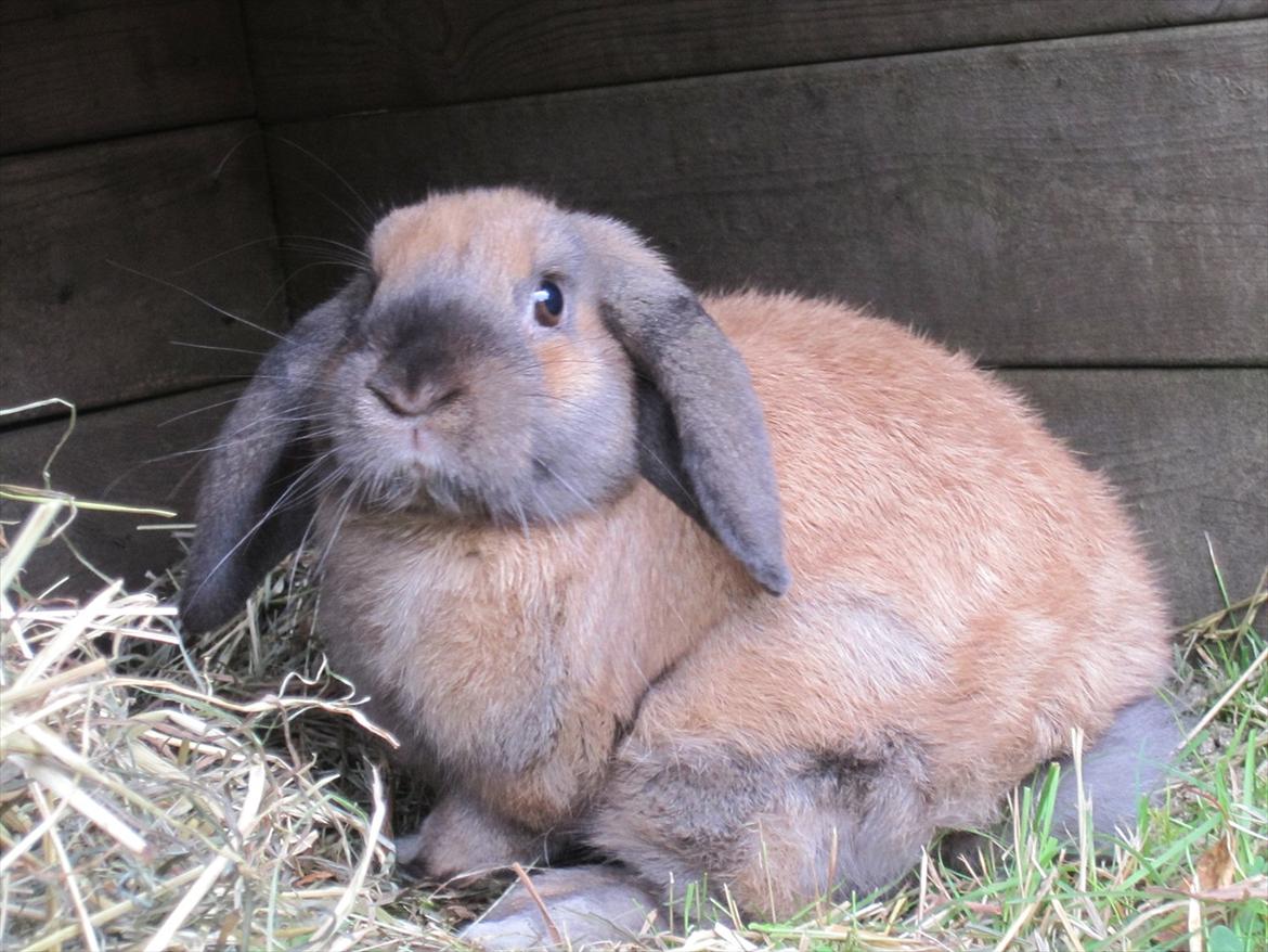 Kanin Naked Nagini Tosqua billede 3