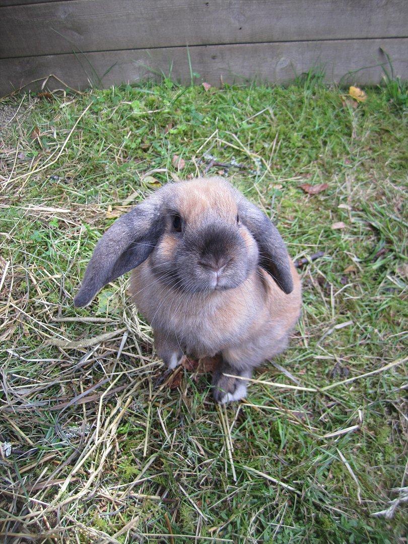 Kanin Naked Nagini Tosqua billede 2