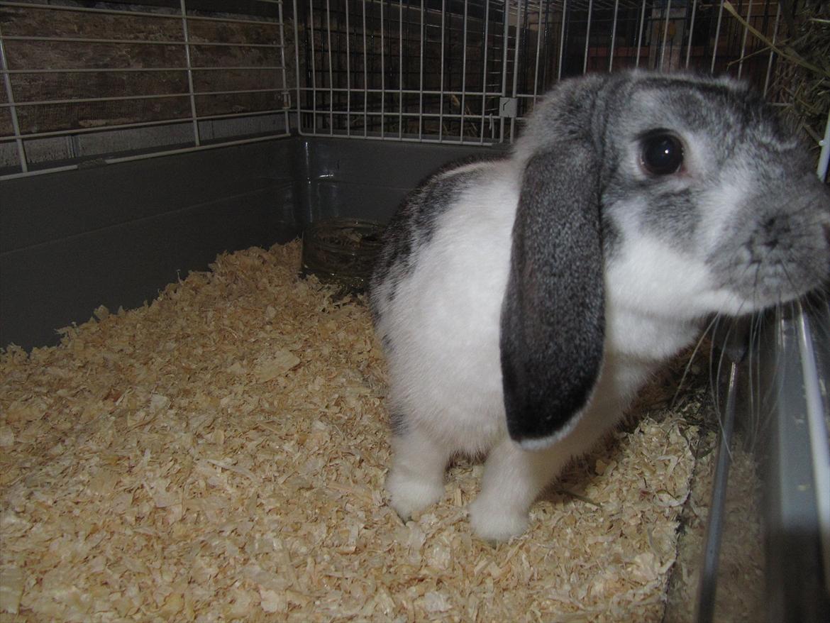Kanin Tulle Aflivet billede 1