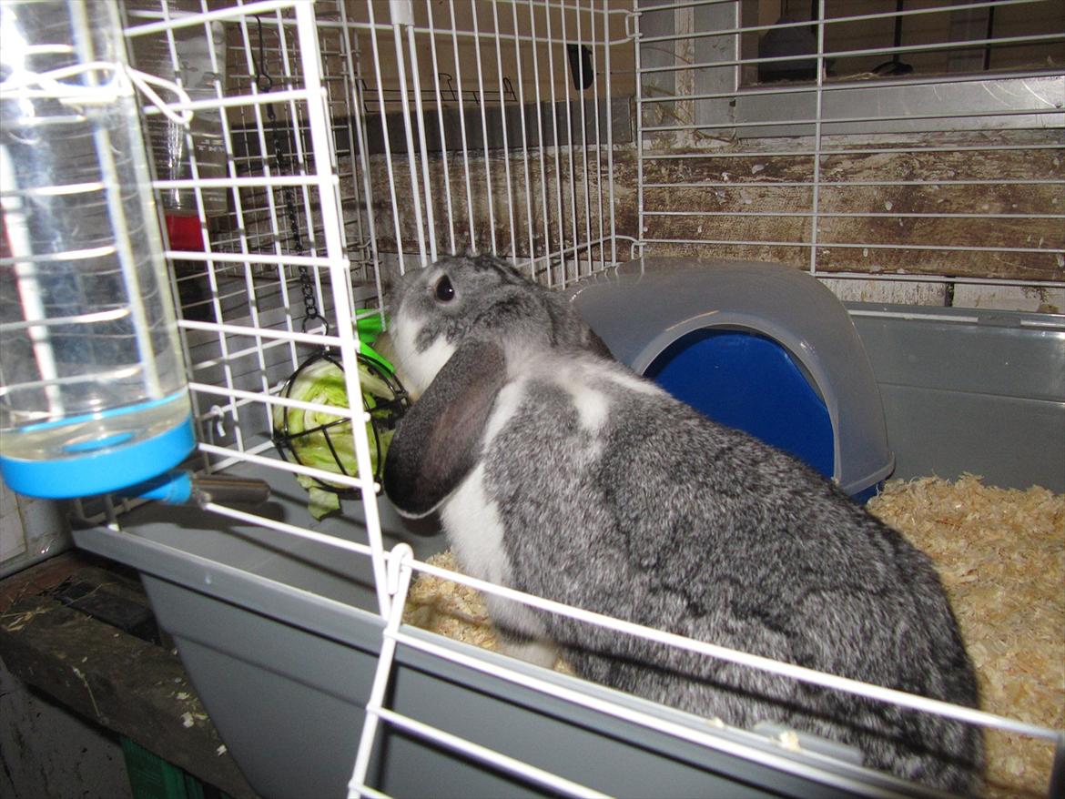 Kanin Tulle Aflivet billede 2