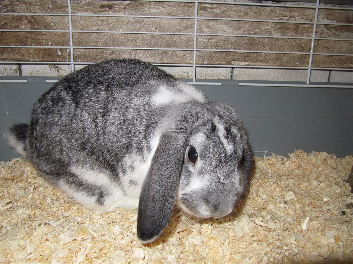 Kanin Tulle Aflivet billede 3