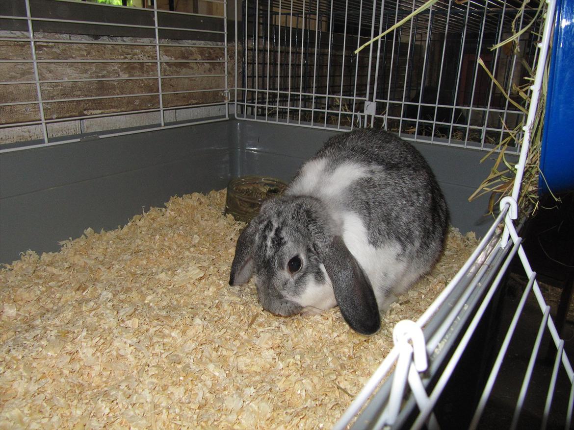 Kanin Tulle Aflivet billede 4