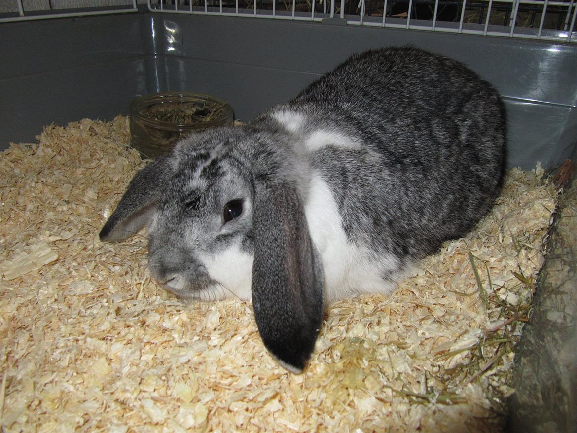 Kanin Tulle Aflivet billede 5