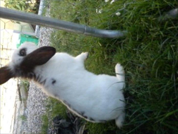 Kanin Stjernen´s Plet!<3 VERDENS BEDSTE! <3 - igen unskyld billedet vender forkert men min com vil bare ik vende det! men sys bare det er så godt af ham <3 billede 8