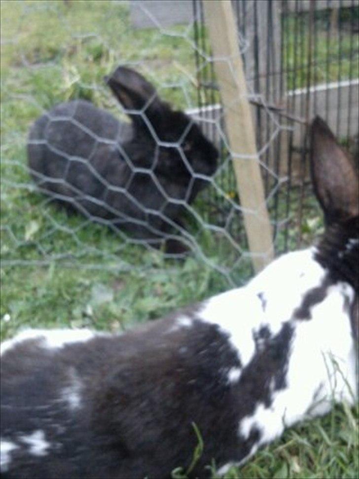 Kanin Stjernen´s Joke!<3 MIT SAVN!<3 billede 13