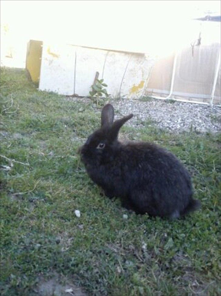 Kanin Stjernen´s Joke!<3 MIT SAVN!<3 billede 18