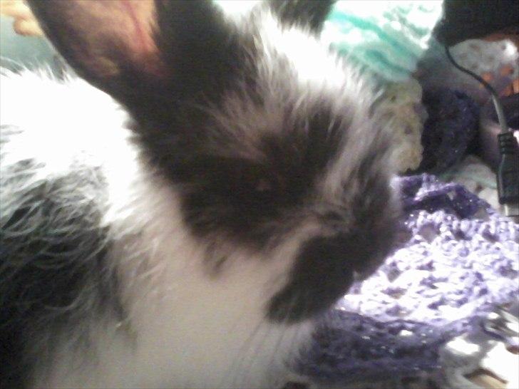 Kanin Stjernen´s Baby!<3 - Baby der stadig var Baby!<3:-* billede 9