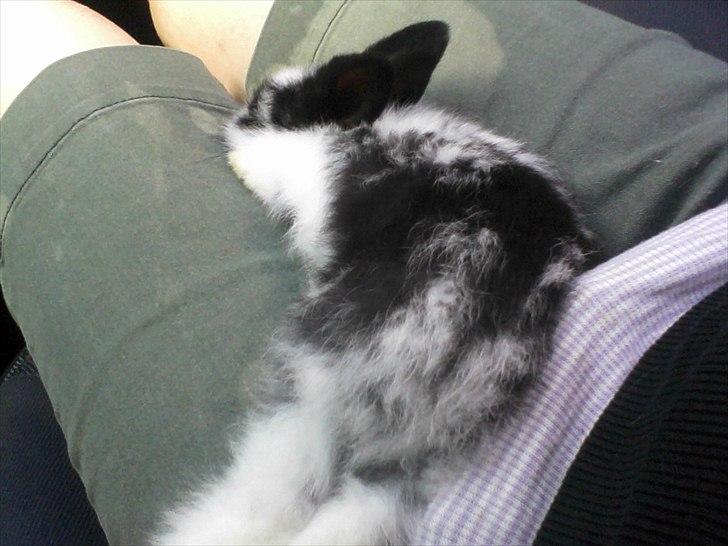 Kanin Stjernen´s Baby!<3 - Baby blev træt da vi var ude at køre<3 :-* billede 5