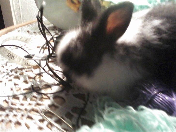 Kanin Stjernen´s Baby!<3 - du er skør Baby!<3:-* billede 11