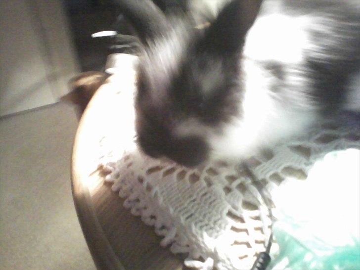 Kanin Stjernen´s Baby!<3 - Baby som Baby! sikke en pels han havde!<3:-* billede 12