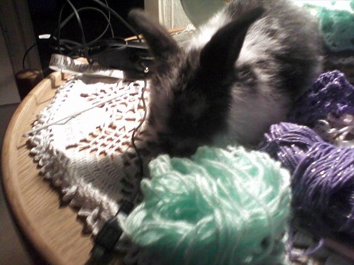 Kanin Stjernen´s Baby!<3 - uhh det garn lugter godt!<3:-* billede 13