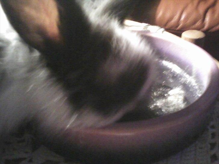 Kanin Stjernen´s Baby!<3 - Baby er ved at undersøge askebægert som lille!<3:-* billede 14