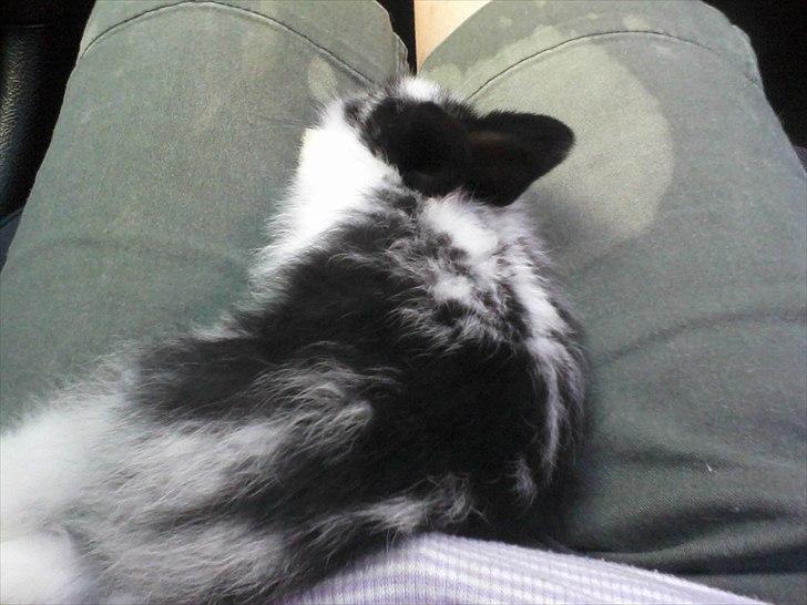 Kanin Stjernen´s Baby!<3 - Baby bliver SÅ træt af at køre i bil!<3:D billede 15